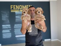 Wc Egitimli Maltipoo Yavrularımız Dişi Erkek