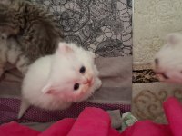 Pofuduk Tomyy ballı lokma tatlısı kedimiz