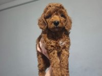 AŞILI TOY POODLE BEBEKLER