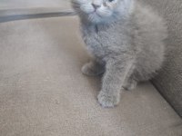 44 günlük scottish fold yavrular