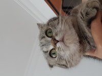 güzel kızımızı vermek zorundayım scottish fold
