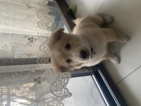 Ücretsiz sahiplendirme köpeğimiz