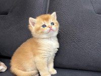 British Shorthair Golden Ny 12