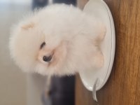 Show kalite pomeranian boo