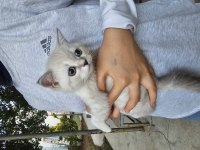 Blue point british shorthair yavrumuz yeni yuvasını arıyor