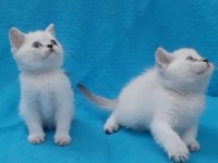 Blue point british shorthair şekerler
