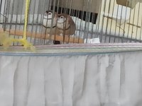 Baykuş İspinozu
