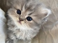BİBLO SURAT BRİTİSH LONGHAİR