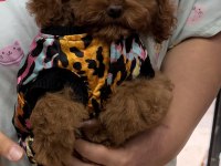 Tokyo hanım poodle