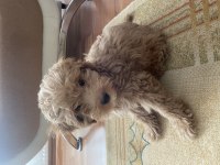 Yavru erkek toy poodle uygun acil