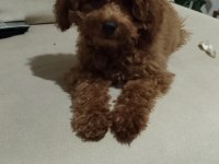 Acil Toy Poodle İstanbul Anadolu Yakası