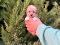Maltipoo Yavrularımızı Canlı Görerek Alabilirsiniz