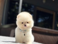 Yavru Pomeranian Boo Köpeklerimiz