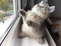 Golden Ny25 British Shorthair Dişi Yavru