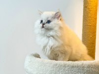 British longhair pamuk sekerler