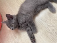 Sağlıklı Uyguna Show Kalite British Shorthair