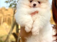 ÜST DÜZEY POMERANIAN BOO