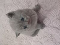 Scottish straight ve scottish fold yavrular