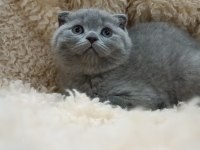Orjinal scottish fold top kafa erkek yavru