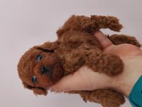 Kore bebekler 2 erkek bir dişi poodle