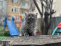 KOCA KAFA KEDİLERİMİZ AA KALITE SAFKANDIR