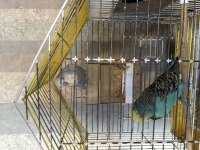 Eşe hazır show jumbo muhabbet kuşları