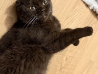 Erkek scottish fold kedime dişi kedi arıyoruz