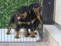 A KALİTE ERKEK ROTTWEİLER YAVRULARIMIZ