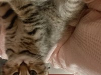 Scottish fold kırık kulak