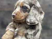 Dachshund Bebekler Tüm güzelliğiyle