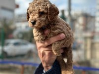 Poodle bebekler
