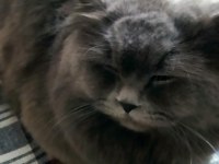 1.5 Yaşında Erkek British longhair