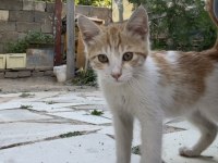 2,5 aylık erkek sarman çok sıcakkanlı
