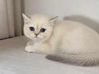 British shorthair mükemmel bebeklerim