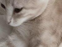 Yakışıklı erkek kedimize sevgi dolu yuva arıyoruz
