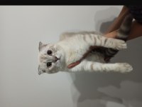 Scottish fold