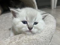 British Shorthair Erkek Yavrular