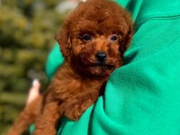 Toy poodle erkek yavrumuz