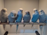 Show jumbo dişi muhabbet kuşu yavrular çok uyguna