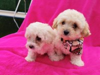Yavru Maltipoo Köpeği