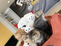 SCOTTISH FOLD VE BRITISH SHORTHAIR YAVRULARI ANKARA