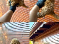 KORE POODLE ÜST DÜZEY POODLE YAVRUSU YENİ YUVASINI ARIYOR