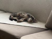 Minik tekir kızımıza yuva arıyoruz