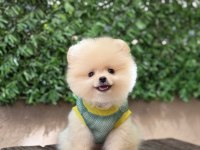 Orjinal sptiz olmayan pomeranian boo çocuklar