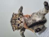 Maviş gözlü british shorthair