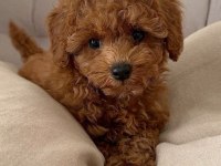 Kaliteli Toy Poodle