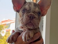Egzotik Yavru Köpekler