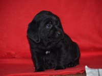 Safkan ırk garantili labrador yavrular