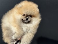 Ankaranın En Güzel Ayı Surat Pomeranian Yavruları