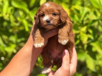 Teslime Hazır Maltipoo Cinsi Köpekler